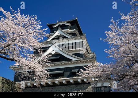 Sakura tree and Kumamoto Castle Stock Photo