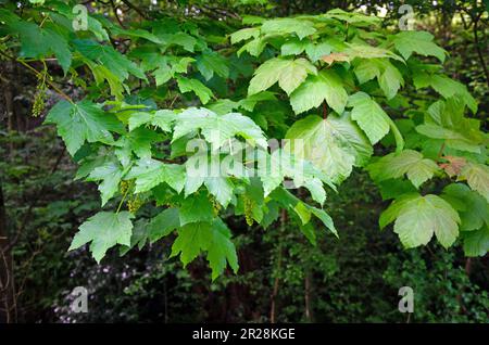 Sycamore maple tree. Acer pseudoplatanus. Close up of leaves and flowers Stock Photo