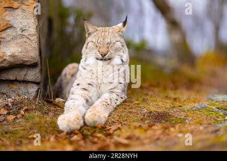 Eurasian lynx resting in the forest in summer Stock Photo
