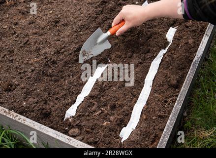 People growing salad plants in home garden raised garden bed in spring from white paper seed tape, witch has plant seeds inside. Quick and easy way to Stock Photo