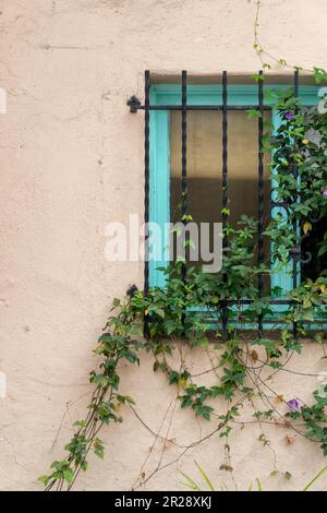 Ivy grows on the iron bars of a window Stock Photo