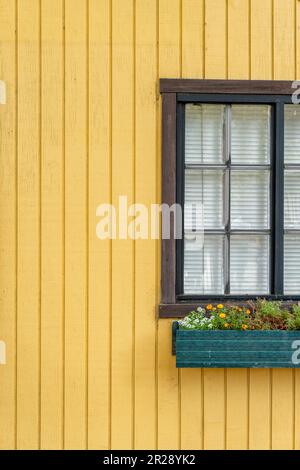 A window and flower pot  on the yellow wood siding wall Stock Photo