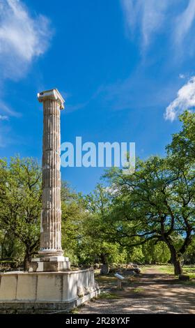 Restored column of Ptolematic votive monument near Echo Stoa, sanctuary of Ancient Olympia, Peloponnese peninsula, West Greece region, Greece Stock Photo