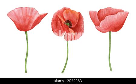 Poppy flowers hand drawn watercolor botanical set. Flower clipart collection. Red flower illustration Stock Photo