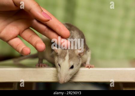 Female hand stroking cute funny fluffy domestic rat wite grey color at home Stock Photo