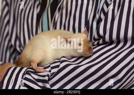 Little cute domestic rat point colour sitting on his hind legs, pat in caring hands of owner Stock Photo