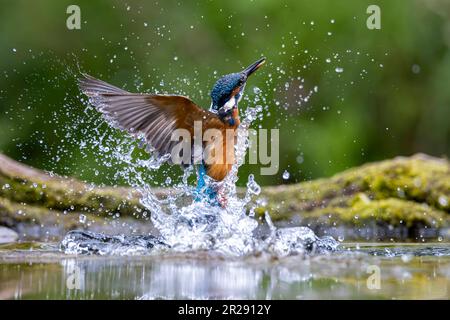 STUNNING images of a PROUD KINGFISHER relishing in its reflection before diving and splashing out of the water have been captured. Stock Photo