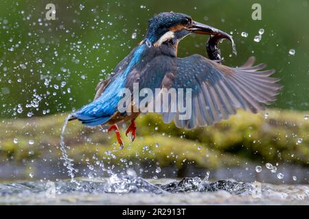STUNNING images of a PROUD KINGFISHER relishing in its reflection before diving and splashing out of the water have been captured. Stock Photo