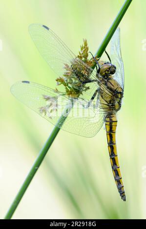 Black-tailed Skimmer / Grosser Blaupfeil ( Orthetrum cancellatum ) resting on a rush rod in spring, native dragonfly, wildlife, Europe. Stock Photo