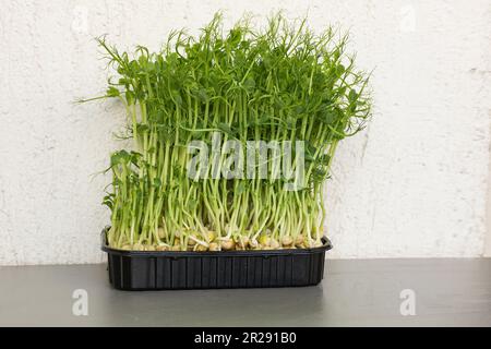 Close-up of peas microgreens with seeds and roots. Sprouting Microgreens. Seed Germination at home. Vegan and healthy eating concept. Micro greens. Gr Stock Photo