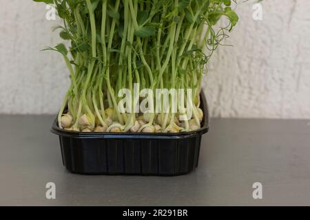 Close-up of peas microgreens with seeds and roots. Sprouting Microgreens. Seed Germination at home. Vegan and healthy eating concept. Micro greens. Gr Stock Photo