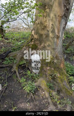 Tree growing around a milepost on the Leeds and Liverpool Canal near Chorley Lancashire England Stock Photo