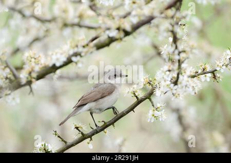 Lesser Whitethroat / Klappergrasmücke ( Sylvia curruca ) perched in a nice white blossoming hedge of hawthorn, whitethorn ( Crataegus ), wildlife, Eur Stock Photo
