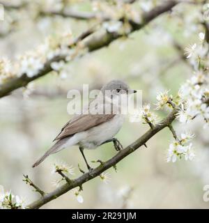 Lesser Whitethroat / Klappergrasmücke ( Sylvia curruca ) perched in a nice white blossoming hedge of hawthorn, whitethorn ( Crataegus ), wildlife, Eur Stock Photo