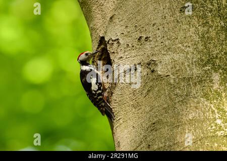 Middle Spotted Woodpecker / Mittelspecht ( Leiopicus medius ) perched at the nesting hole of a Black Woodpecker, wildlife, Europe. Stock Photo