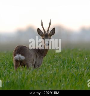 Roe Deer / Reh ( Capreolus capreolus ), strong buck, standing in young wheat field, watching over its shoulder, early morning light, wildlife, Europe. Stock Photo