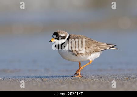 Great Ringed Plover / Common Ringed Plover / Sandregenpfeifer ( Charadrius hiaticula ) tripping along the driftline, wildlife, Europe. Stock Photo