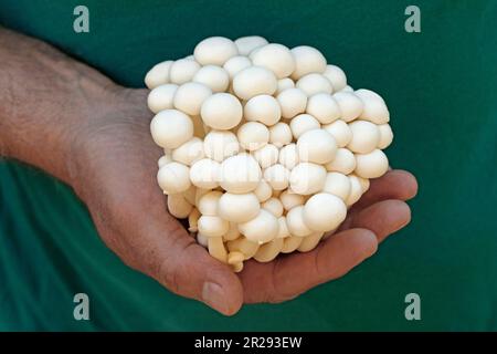 Shimeji Bunapi fungi. White beech mushrooms. Hypsizygus tessulatus. Stock Photo