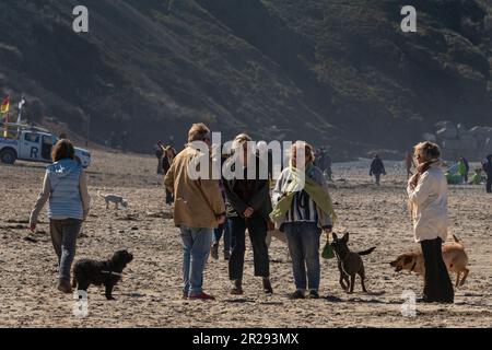 People and their dogs meeting and chatting on Fistral Beach in Newquay in Cornwall in the UK. Stock Photo