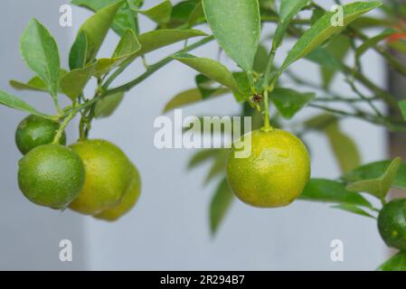 little orange on tree with leaves. orange fruit growing hanging on branch. image background for agriculture, environment, lifestyle, food, healthy Stock Photo