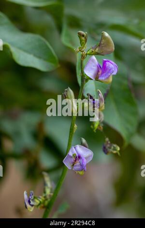 Purple colored flower of hyacinth bean Stock Photo