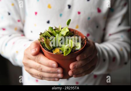 Close up view of child hands holding The Venus flytrap, Dionaea muscipula flower pot in hands in home. Interesting alternative house plant concept. Stock Photo