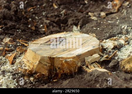 Freshly Cut Tree Stump From Above Abstract resinous texture of tree rings and large roots to feed in the ground Stock Photo