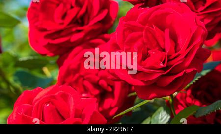 Red rose. Close up view of china rose in a garden. Selective focus included. Stock Photo