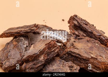 A woman's gold wedding ring on the wooden bark of a pine tree. Macrophotograph. Photo in high quality. Stock Photo