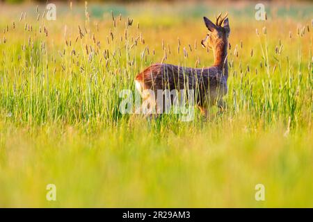 A young roe buck watches a pair of rutting deer apprehensively in a meadow at sunset during springtime, Norfolk Stock Photo