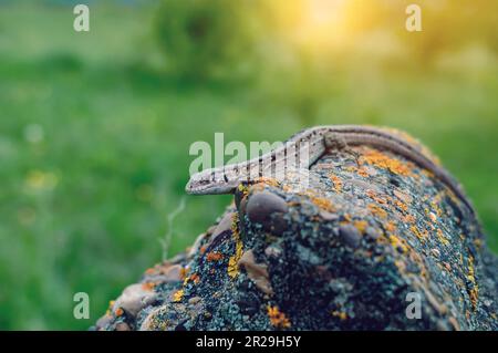 Lizard on a stone in the natural environment Stock Photo