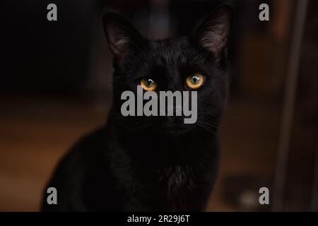 dark portrait of a black cat with yellow shiny eyes and a deep look Stock Photo