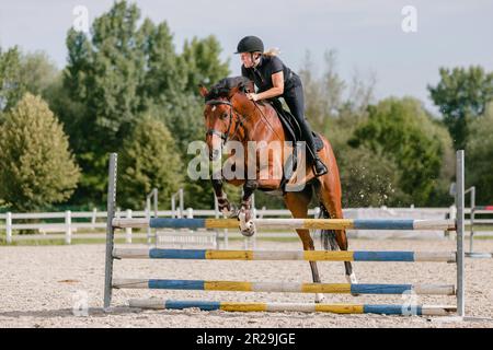 Chestnut horse, ridden by a female rider in a black equestrian outfit, jumping over hurdles in the open arena, low angle shot. Stock Photo