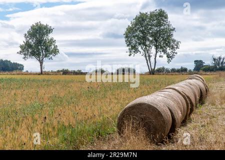 Round hay bales on a field with grasses in the Cotswolds, UK, lined up and placed one behind the other Stock Photo