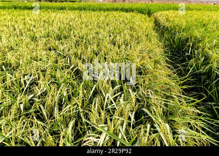 Green paddy rice field before harvest with green background. Green rice field in Beautiful rice tree background Stock Photo