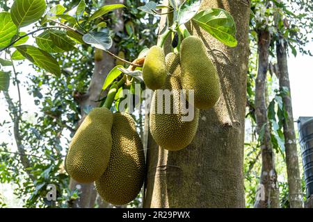 This fruit is scientific name is Artocarpus heterophyllus. Jackfruit still on the tree. The jackfruit also known as jack tree. Stock Photo
