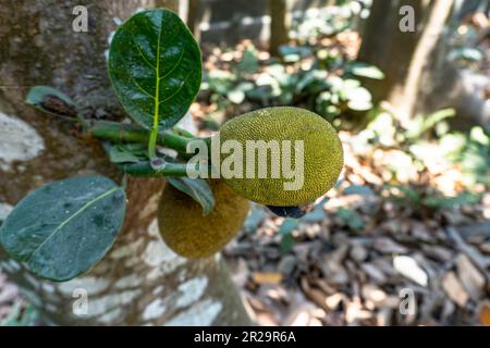 Jack tree is a place where jackfruits grow. Artocarpus heterophyllus. Close up of growing jackfruits Stock Photo