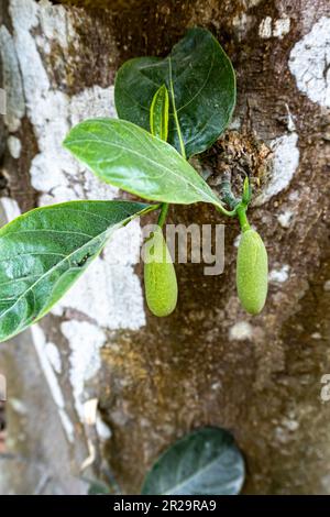 Two baby jackfruit and their leaf in hanging background. This fruits scientific name is Artocarpus heterophyllus Stock Photo