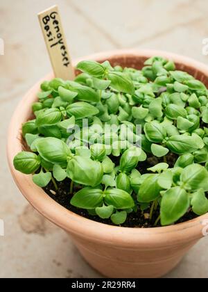 Genovese basil growing in a terra-cotta pot.