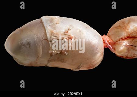 Front part of swim bladder of a carpfish isolated on a black background with copy space. Taxonomy of Fish. Zoology Practical Stock Photo