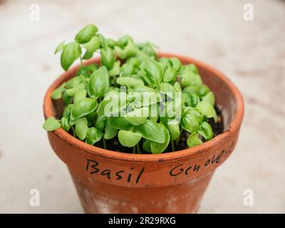 Genovese basil growing in a terra-cotta pot.