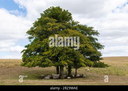 View of a single large green tree standing in an empty agricultural field in the Cotswolds, UK with several sheep standing and lying down under the pr Stock Photo