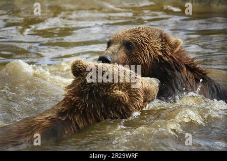 European Brown Bears, Port Lympne, Kent, Wildlife Park, Animal conservation, bear swimming, wet bears, Stock Photo