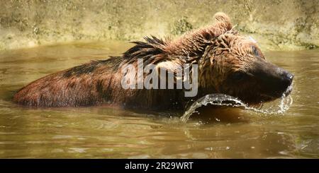 European Brown Bears, Port Lympne, Kent, Wildlife Park, Animal conservation, bear swimming, wet bears, Stock Photo