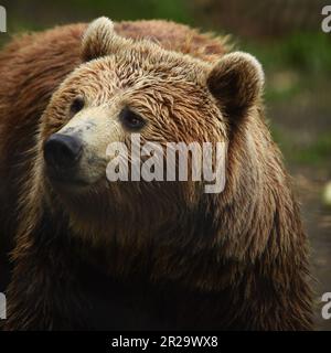 European Brown Bears, Port Lympne, Kent, Wildlife Park, Animal conservation Stock Photo