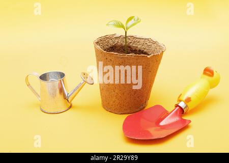 Shovel and watering can near young sprout seedling of a green plant in the soil in a peat pot isolated on yellow orange paper background. Stock Photo