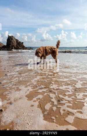 dog on beach, dog in sea, cockapoo, red cockapoo, dog with ball, playing dog, dog playing, dog in water, wet dog, dog on beach, dog, beach, sea, water Stock Photo