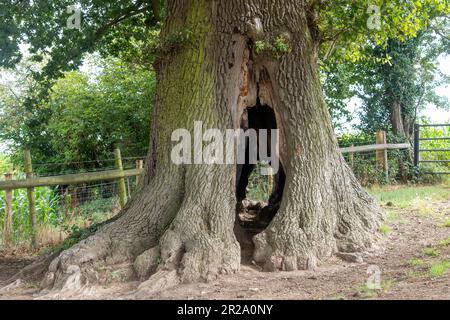 Close up view of old tree with hollow trunk named Faerie Tree along the Cotswolds Way, near Stroud, UK Stock Photo