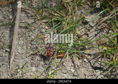 common fire bug pyrrhocoris apterus walking on the ground Stock Photo