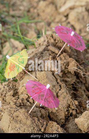 Three colorful paper umbrellas sprout from the plowed and dry land Stock Photo